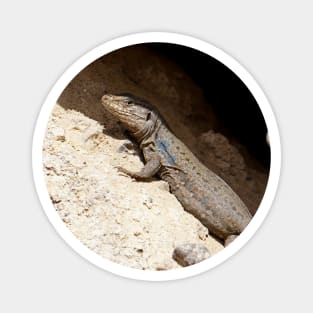 Lizard Rock Magnet